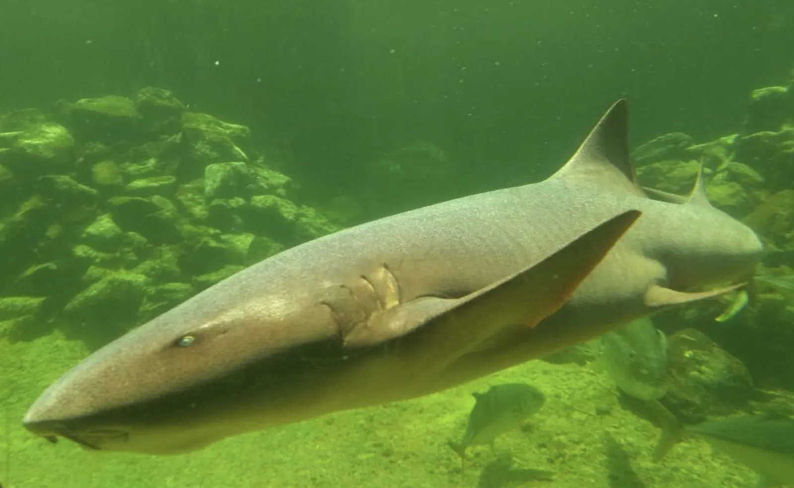 Un tiburón nadando en el gran acuario