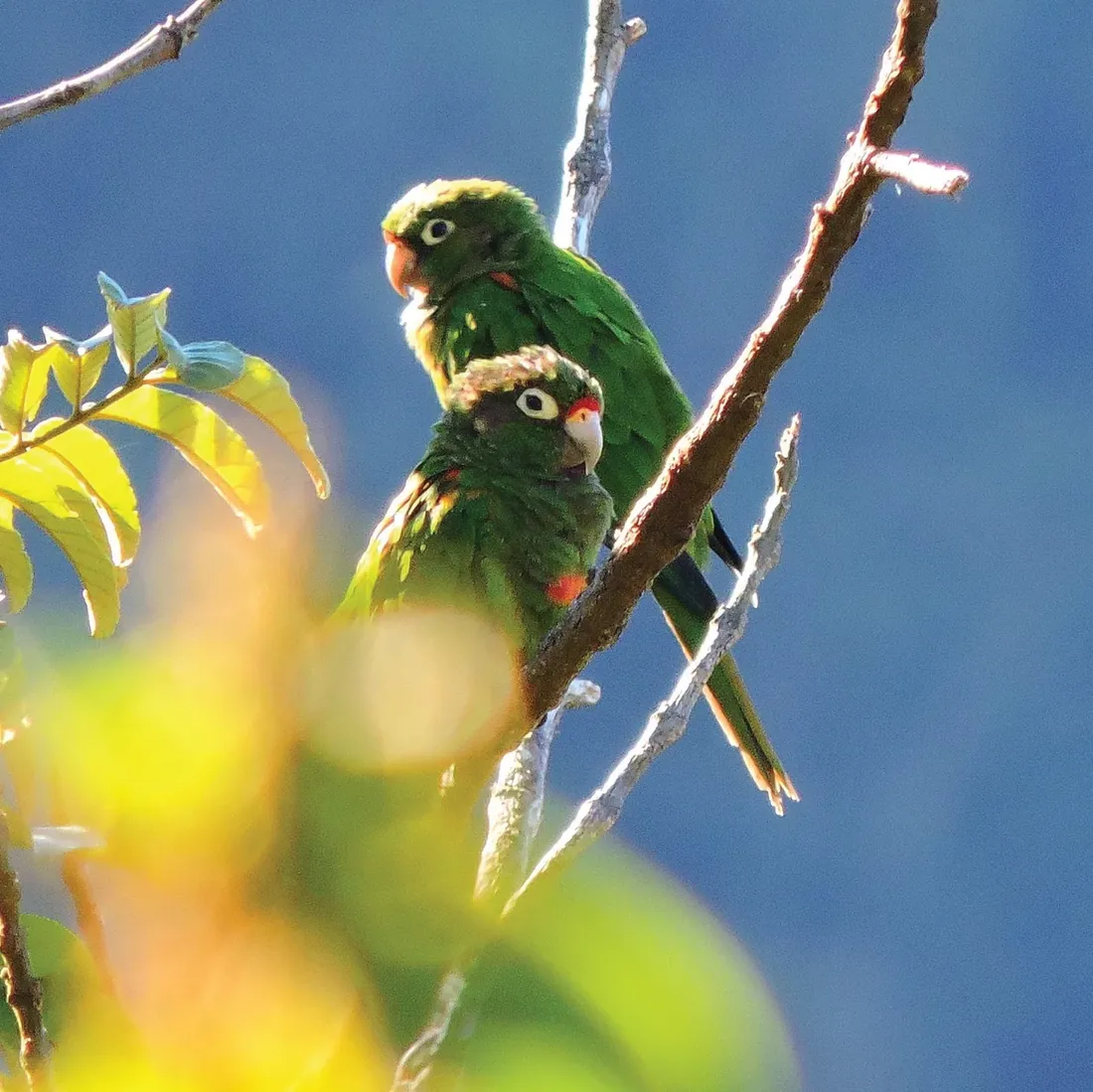 Dos loros verdes posados en una rama del bosque de niebla
